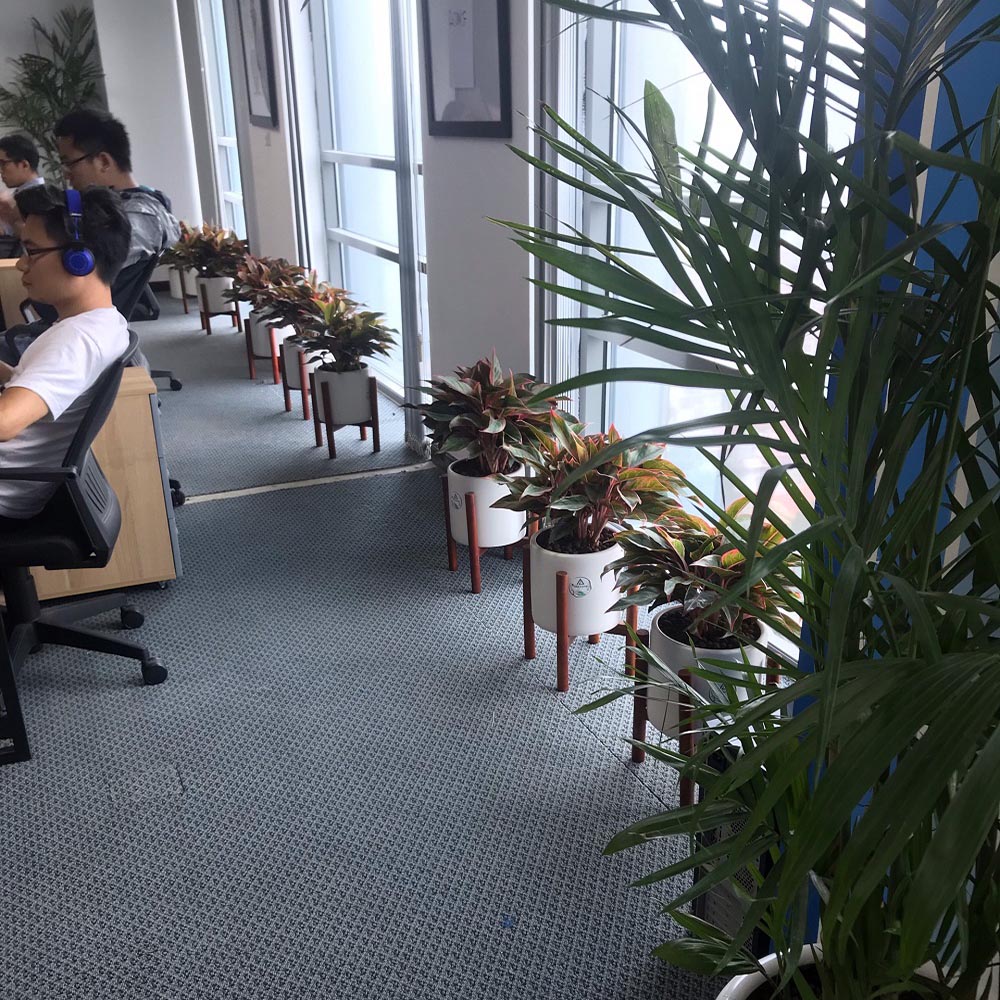 Cho thuê cây nội thất - văn phòng Tripat